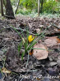 [Crocus korolkowii]